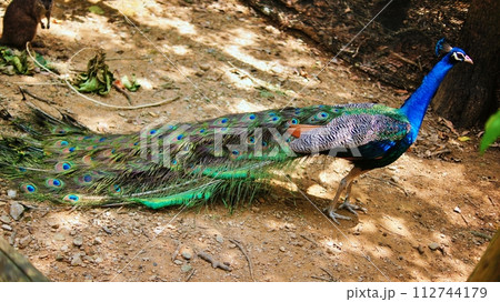 クジャク 112744179