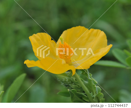 Papaver cambricum in nature Papaver cambricum in nature 112744437