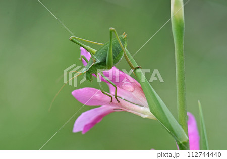 green Ephippiger in nature 112744440