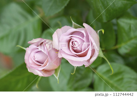 pink rose in garden 112744442
