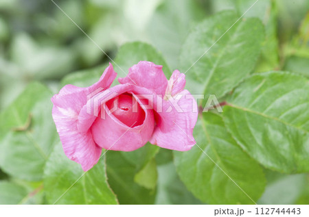 pink rose in garden 112744443