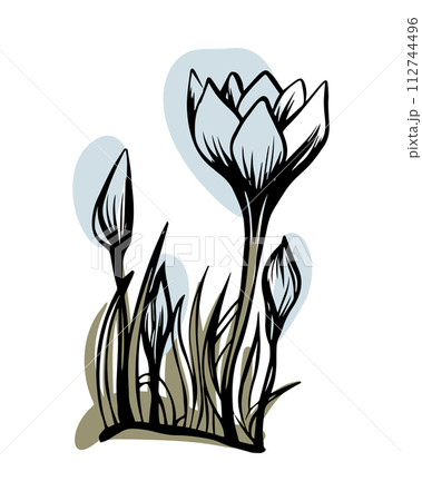 Crocus in sketch style with abstract color shapes, hand-drawn isolated on white background.  112744496