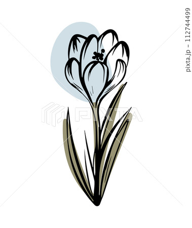 Crocus in sketch style with abstract color shapes, hand-drawn isolated on white background. Crocus in sketch style with abstract color shapes, hand-drawn isolated on white background. 112744499