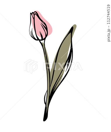 Tulip in sketch style with abstract color shapes, hand-drawn isolated on white background. 112744519