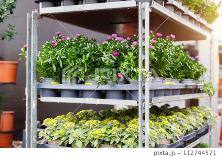 Close-up detail fresh green potted flower in flowerpot on sale rack in floral shop store. Seasonal easter spring garden plant supermarket. Gardening landscaping design concept 112744571