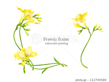 手描き水彩のフリージア　フレーム 112744589