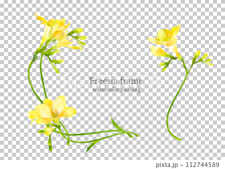 手描き水彩のフリージア　フレーム 112744589