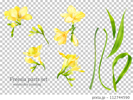 Hand-painted watercolor freesia parts Hand-painted watercolor freesia parts 112744590