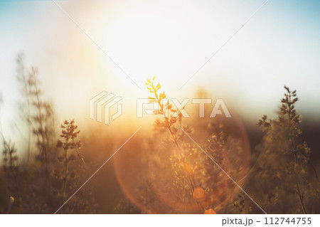 defocused view of dried wild flowers and grass in a meadow in winter or spring fall in the bright golden rays of the sun with lens flare and highlights on a helios lens blurred background of sky 112744755