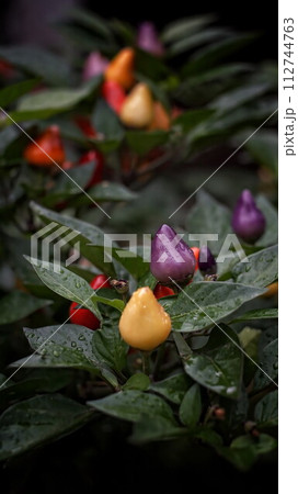 Close up of colorful paprika fruits. Soft bokeh vintage lens. Vertical image. 112744763