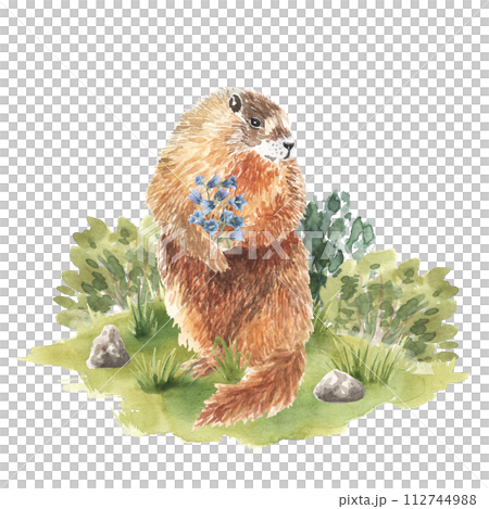The groundhog forest animal on grass ground in the park of illustration. Hand drawn watercolor. Woodland character for children, book. Bluebell flowers in paws The groundhog forest animal on grass ground in the park of illustration. Hand drawn watercolor. Woodland character for children, book. Bluebell flowers in paws 112744988