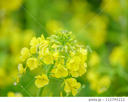 雨上がりの菜の花畑 112745212