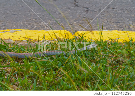 Highly Venomous Eastern Brown Snake 112745250