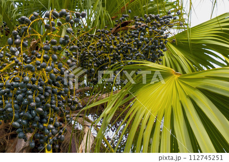 Fruits of a palm tree, specie Livistona benthamii. 112745251