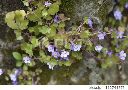 Kenilworth Ivy Kenilworth Ivy 112745273