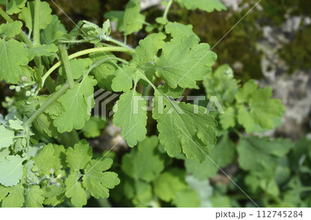 Greater celandine 112745284