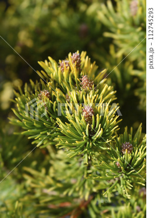Dwarf mountain pine Carstens Wintergold Dwarf mountain pine Carstens Wintergold 112745293
