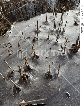 thin transparent ice on a puddle in the park on a spring day, foliage through the ice, dry grass through ice 112747163