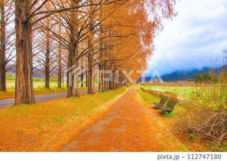 滋賀県 マキノ 紅葉 メタセコイア並木 112747180