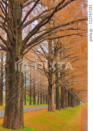 滋賀県 マキノ 紅葉 メタセコイア並木 112747181