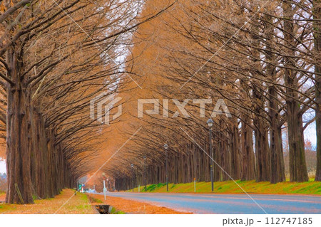 滋賀県 マキノ 紅葉 メタセコイア並木 滋賀県 マキノ 紅葉 メタセコイア並木 112747185