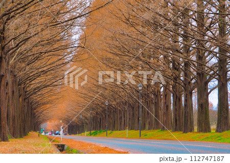 滋賀県 マキノ 紅葉 メタセコイア並木 滋賀県 マキノ 紅葉 メタセコイア並木 112747187