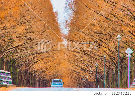 滋賀県 マキノ 紅葉 メタセコイア並木 112747216