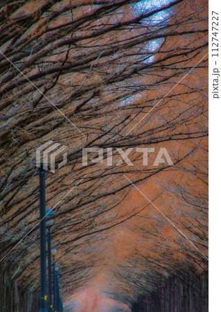 滋賀県 マキノ 紅葉 メタセコイア並木 112747227