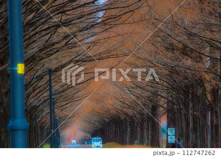 滋賀県 マキノ 紅葉 メタセコイア並木 112747262
