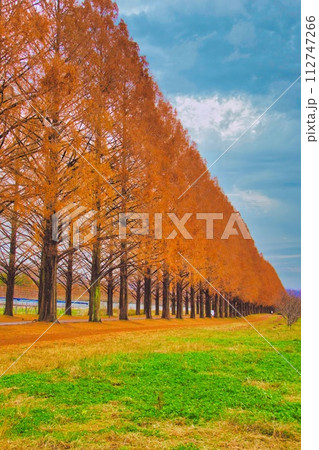 滋賀県 マキノ 紅葉 メタセコイア並木 112747266