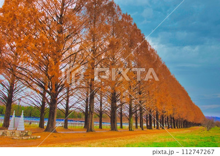 滋賀県 マキノ 紅葉 メタセコイア並木 滋賀県 マキノ 紅葉 メタセコイア並木 112747267