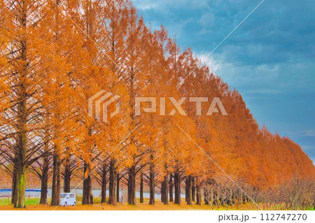 滋賀県 マキノ 紅葉 メタセコイア並木 112747270