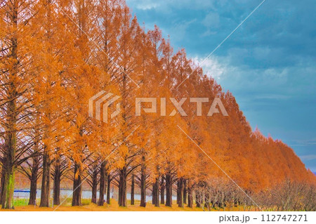 滋賀県 マキノ 紅葉 メタセコイア並木 112747271