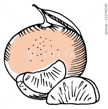 Clementine drawing. Tangerine citrus fruit color sketch Clementine drawing. Tangerine citrus fruit color sketch 112748199