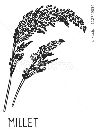 Millet drawing. Grain crop ear. Farm plant Millet drawing. Grain crop ear. Farm plant 112749054