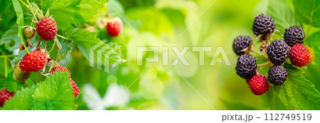 Black raspberry, Rubus occidentalis 112749519