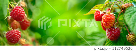 Branch of ripe raspberries in a garden. 112749520