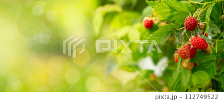 Branch of ripe raspberries in a garden. 112749522