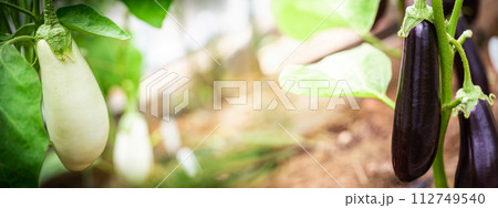 Close-up Eggplant plant 112749540