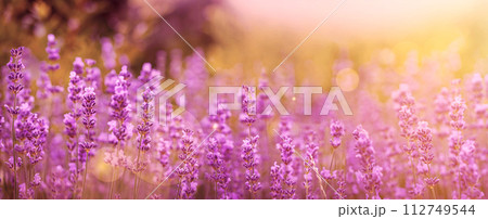 Violet fragrant lavender flowers. 112749544
