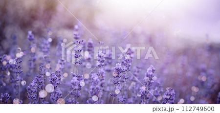 Violet fragrant lavender flowers. Violet fragrant lavender flowers. 112749600
