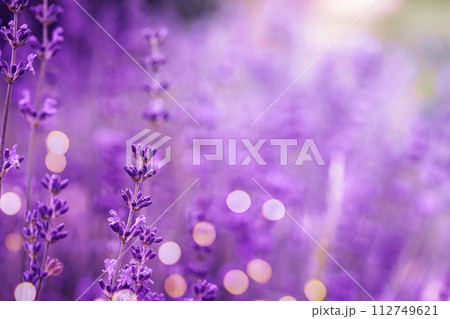 Violet fragrant lavender flowers. Violet fragrant lavender flowers. 112749621