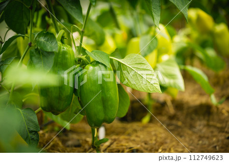 bell peppers in a garden 112749623