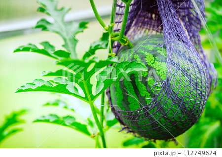 Watermelon growing in the garden. Watermelon growing in the garden. 112749624