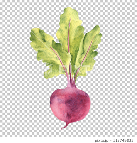 Whole Beet root with green leaves. Watercolor hand drawn illustration isolated on white background. Vintage stile. 112749833