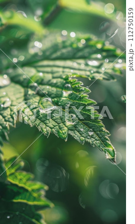Background of green nettle leaves, beneficial nettle plant texture 112750159