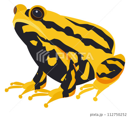 Exotic toad. Yellow black animal. Tropical amphibia 112750252