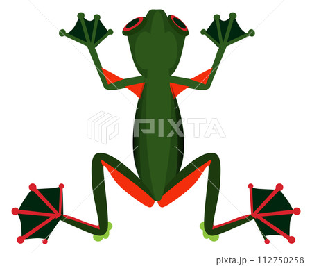 Green frog. Tropical color amphibia. Wild animal Green frog. Tropical color amphibia. Wild animal 112750258