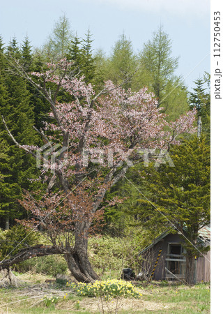 廃屋の傍で今年も咲く一本のエゾヤマザクラ満開 112750453