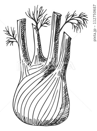 Fennel root sketch. Organic cooking ingredient icon Fennel root sketch. Organic cooking ingredient icon 112750687